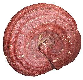 开罗模拟经营游戏《口袋学院物语3》 上线Steam平台